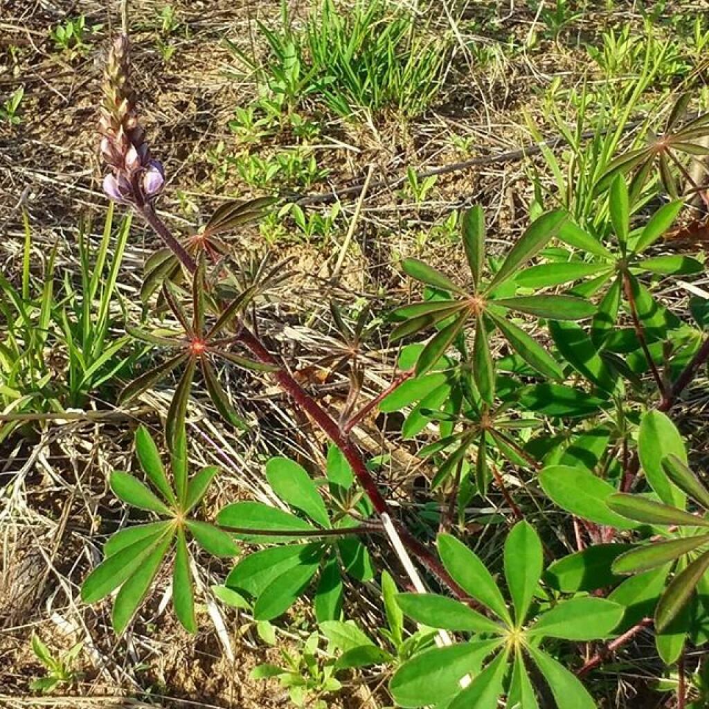 Photo: Most Lupine ain't in bloom yet Photo: Most Lupine ain't in bloom yet