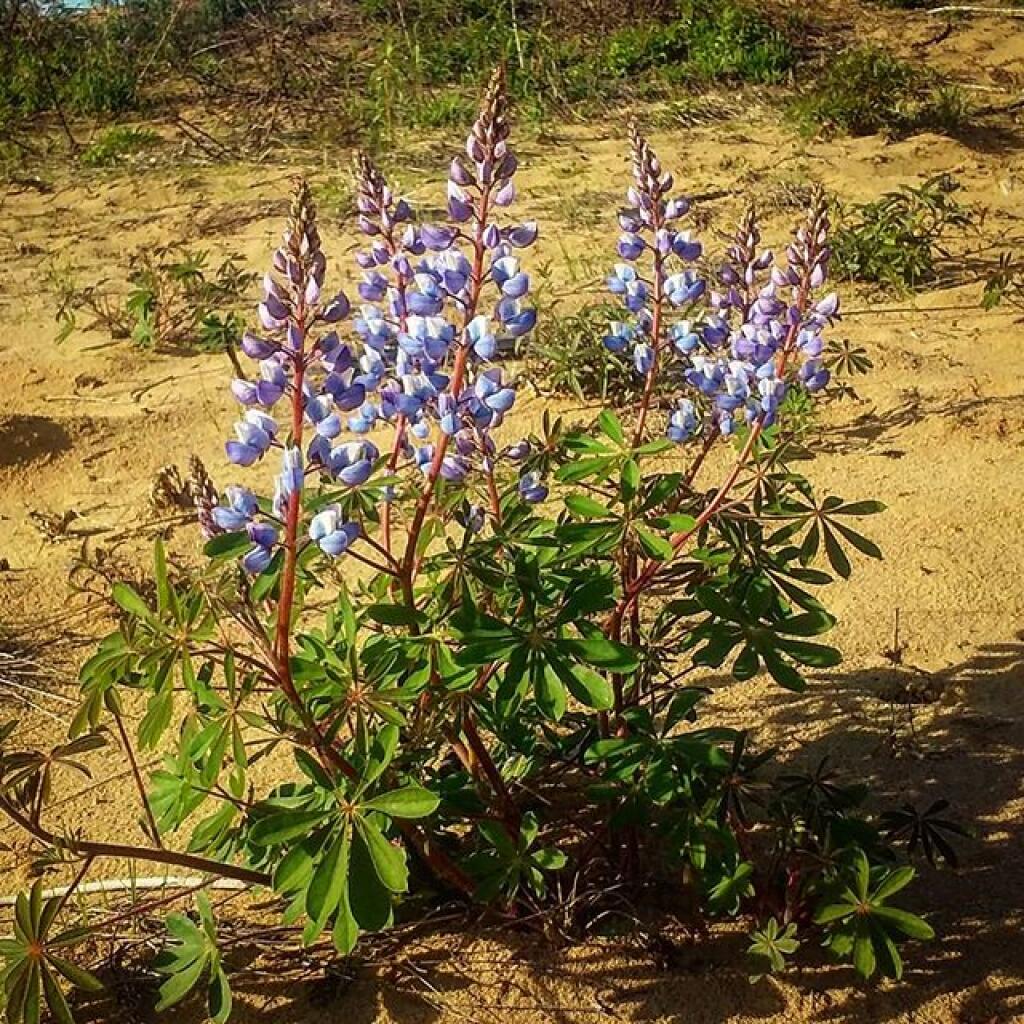 Photo: Lupine!