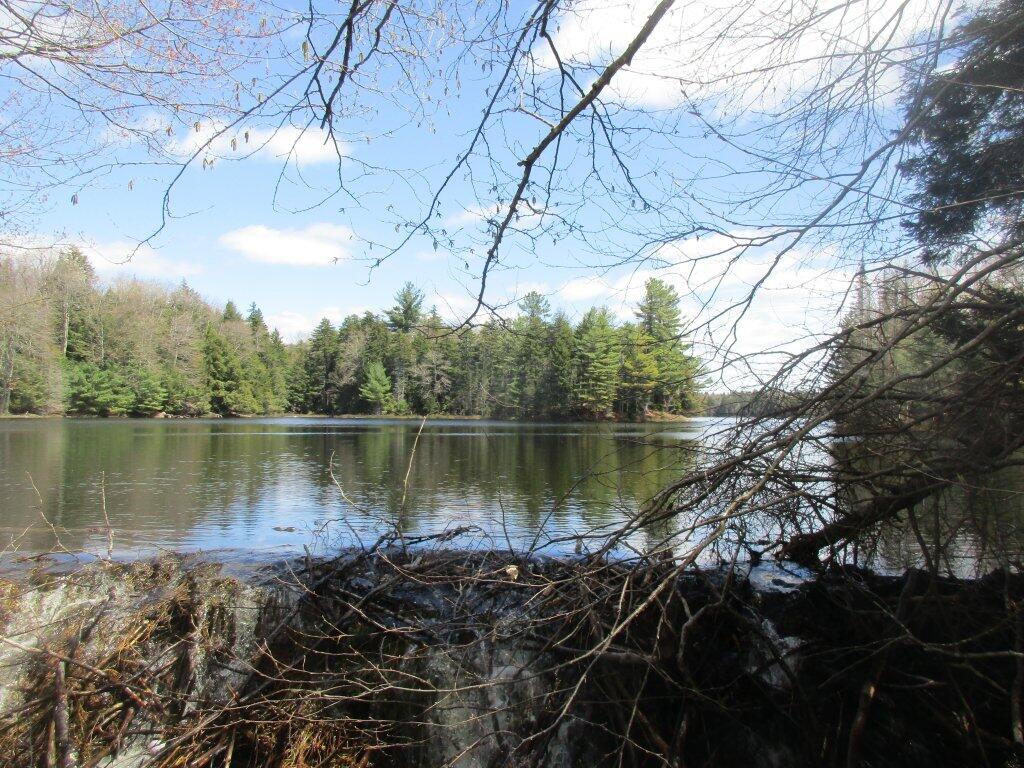 Photo: Beaver Dam At Hilldebrandt Vly Photo: Beaver Dam At Hilldebrandt Vly