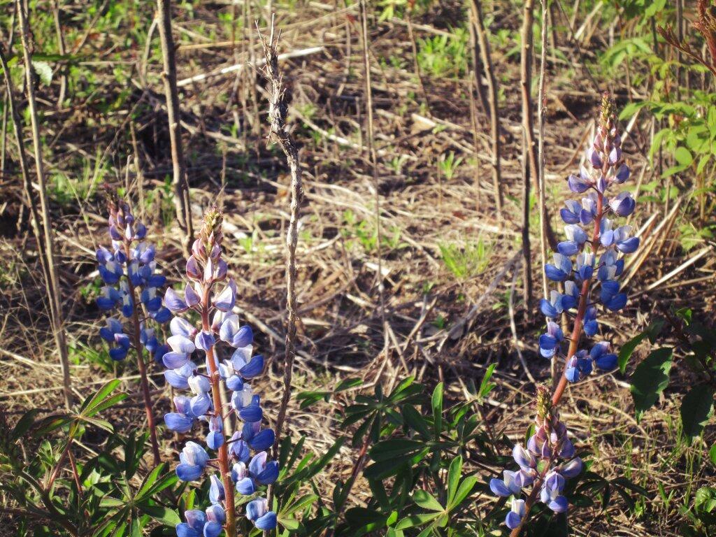 Photo: Lupine