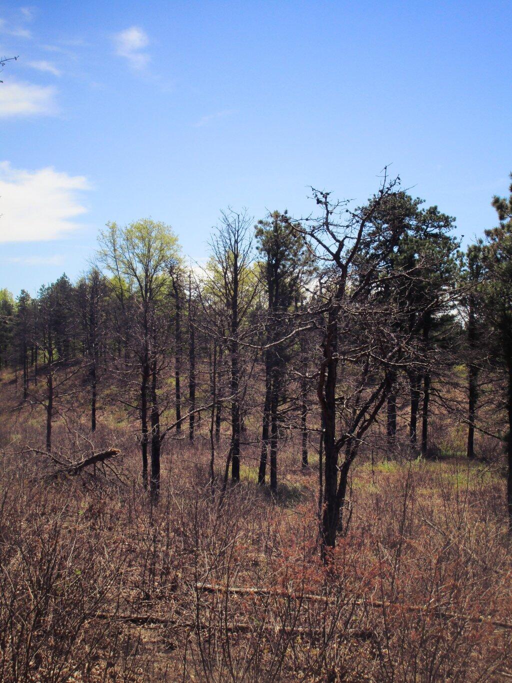 Photo: Recently Burned