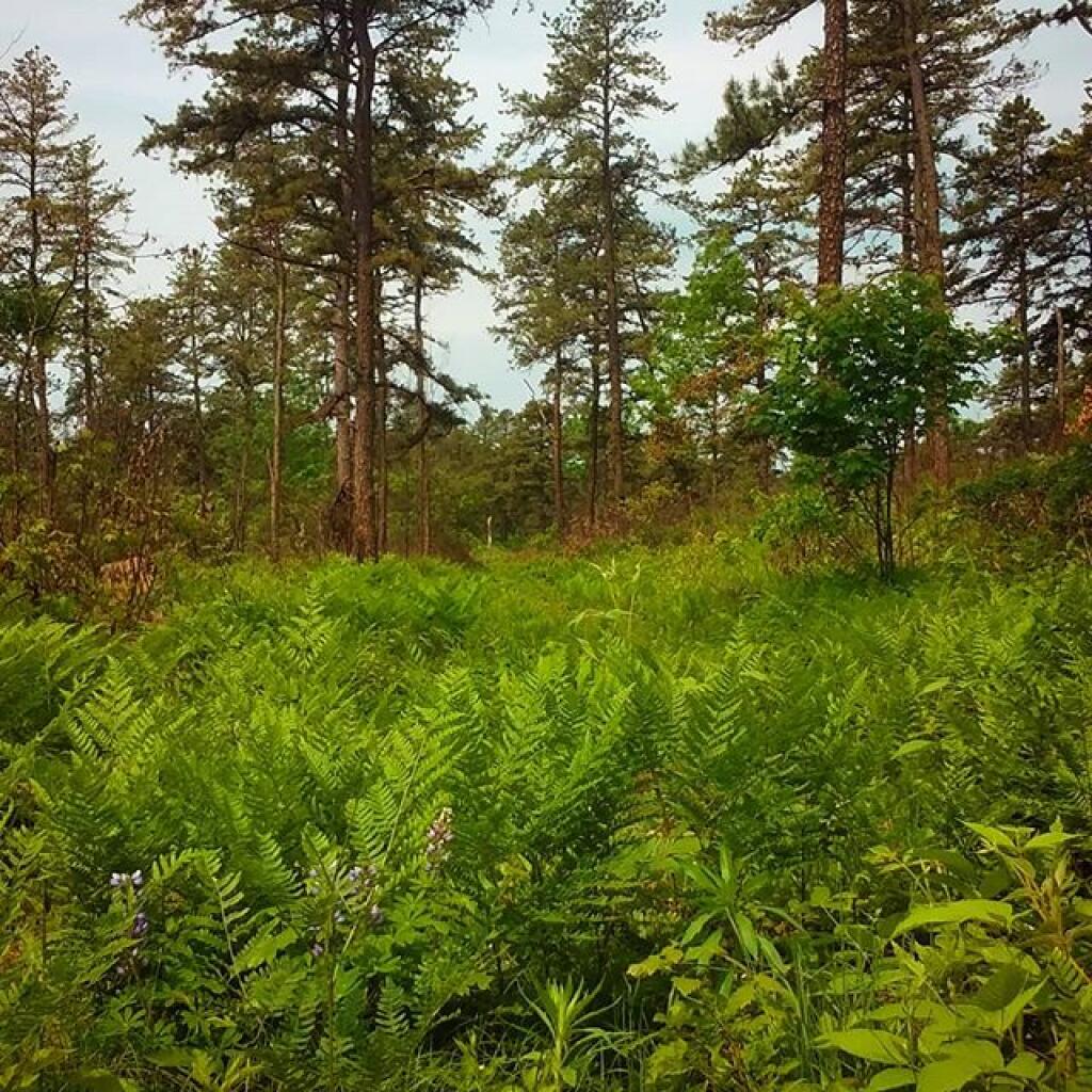 Photo: Fire break