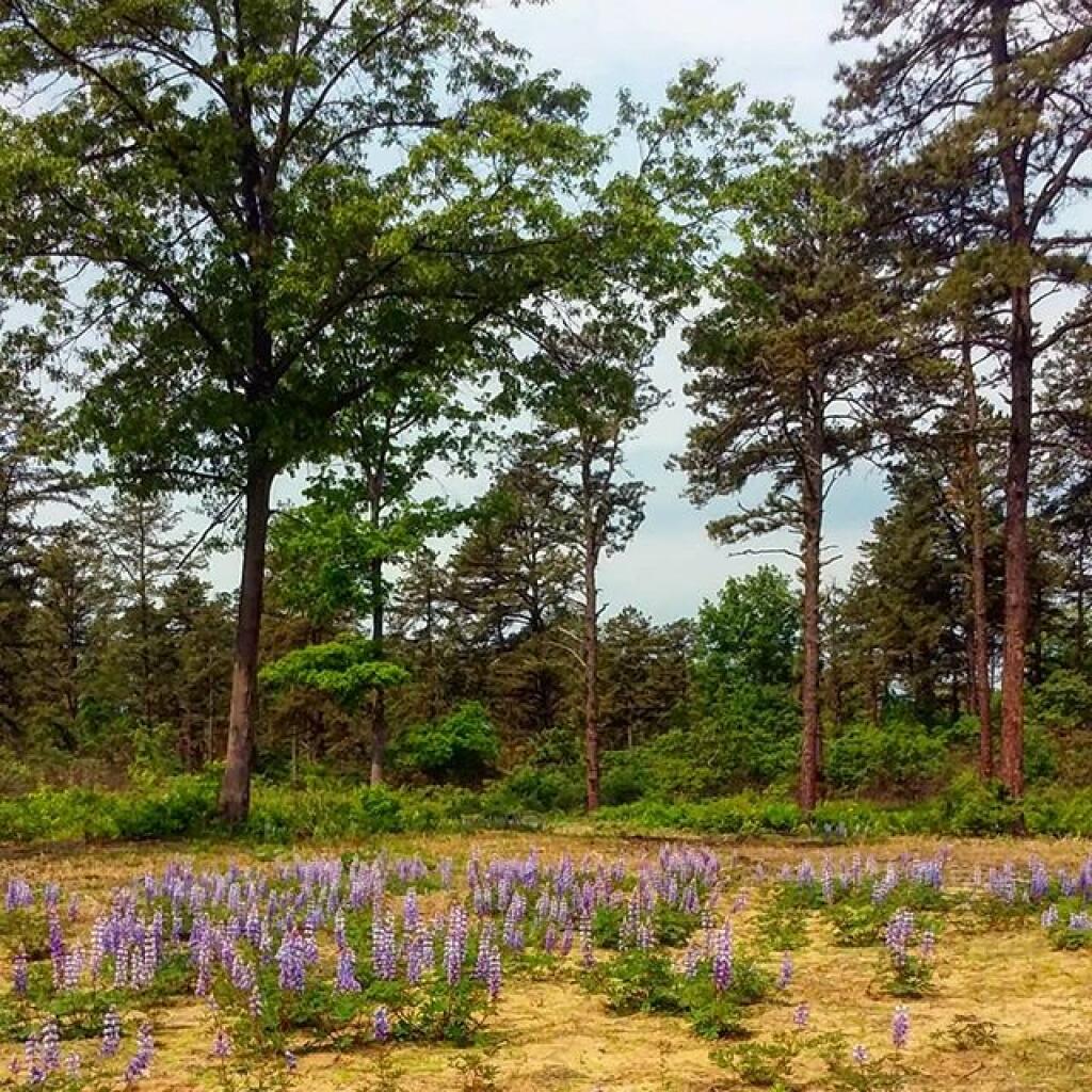 Photo: Fields of purple