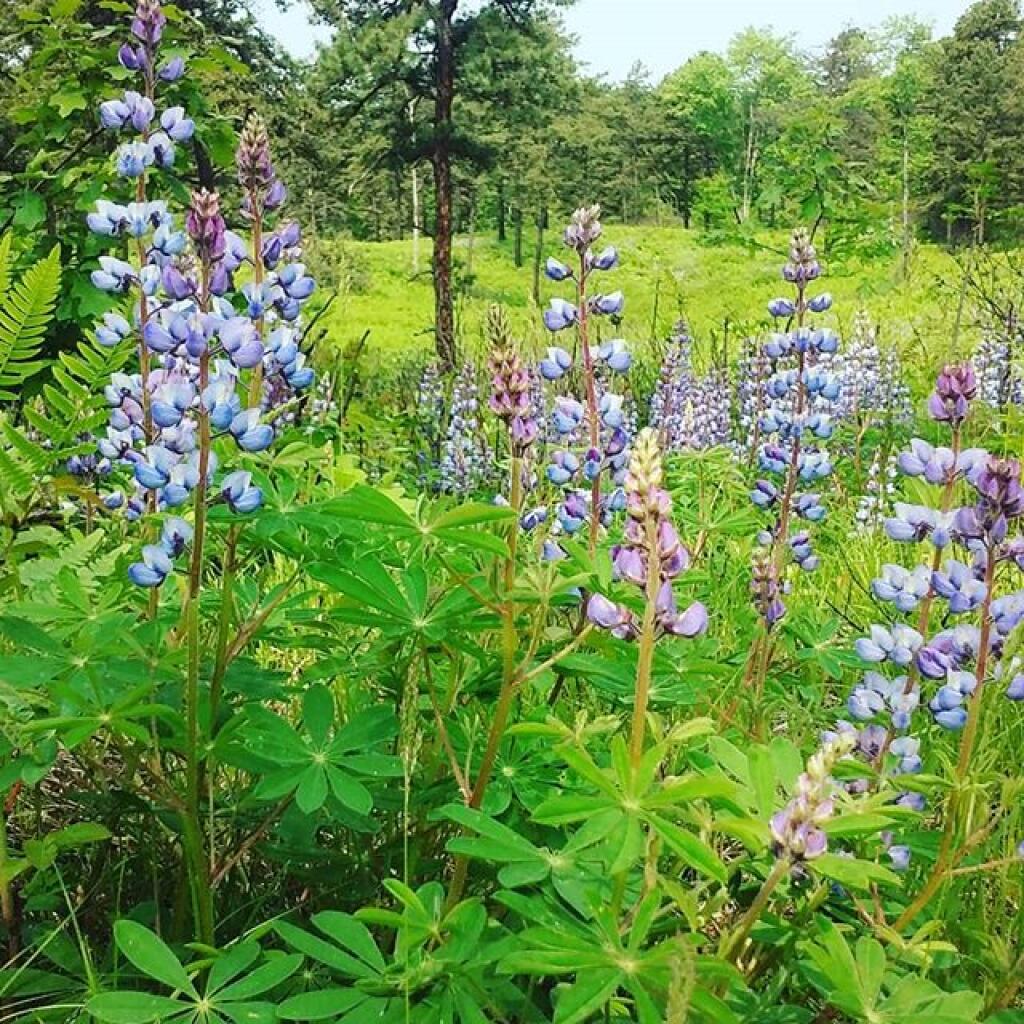 Photo: Lupine Photo: Lupine