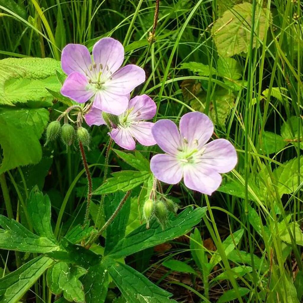 Photo: Not lupine Photo: Not lupine