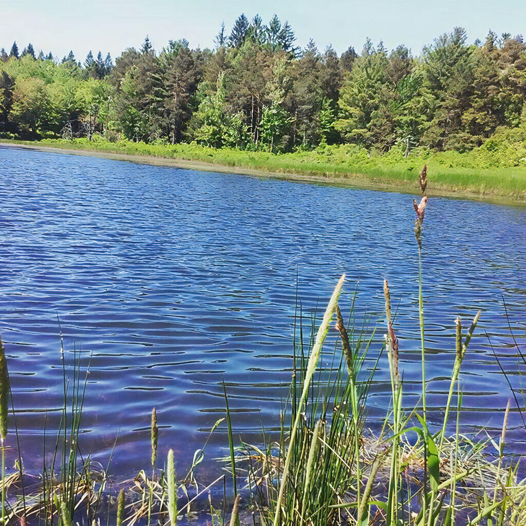 Photo: Upper Beaver Pond Photo: Upper Beaver Pond