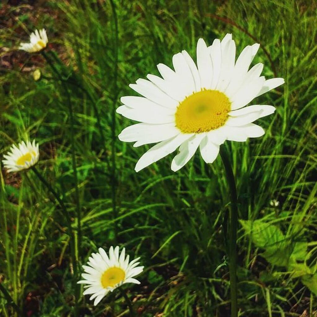 Photo: Daisy Photo: Daisy
