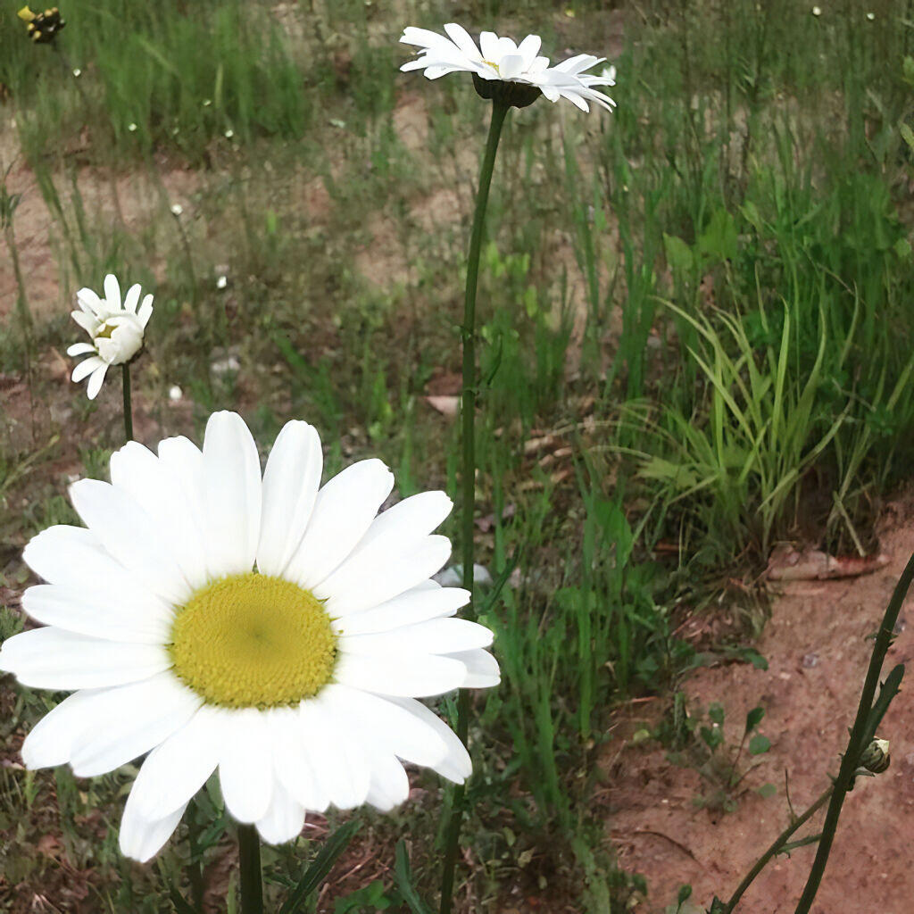 Photo: Lazy daisies