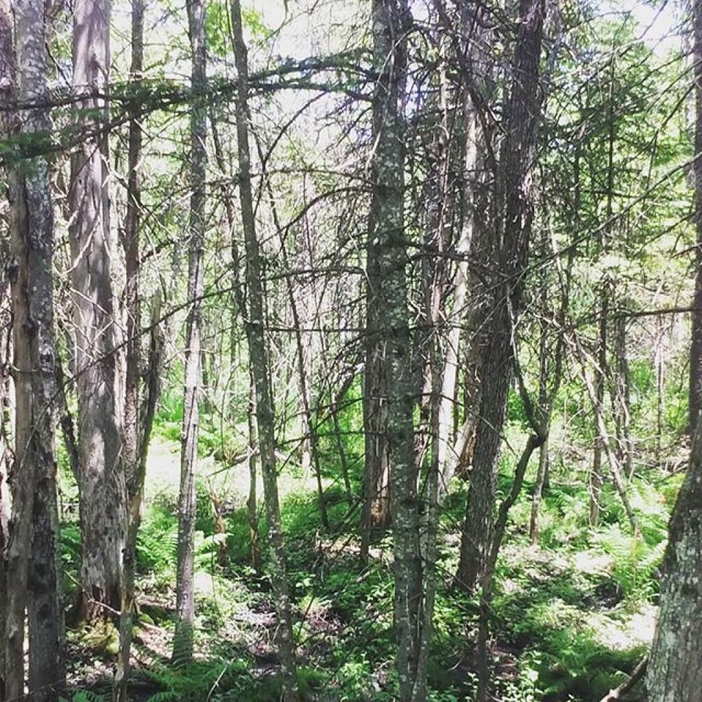 Photo: Wetland Photo: Wetland