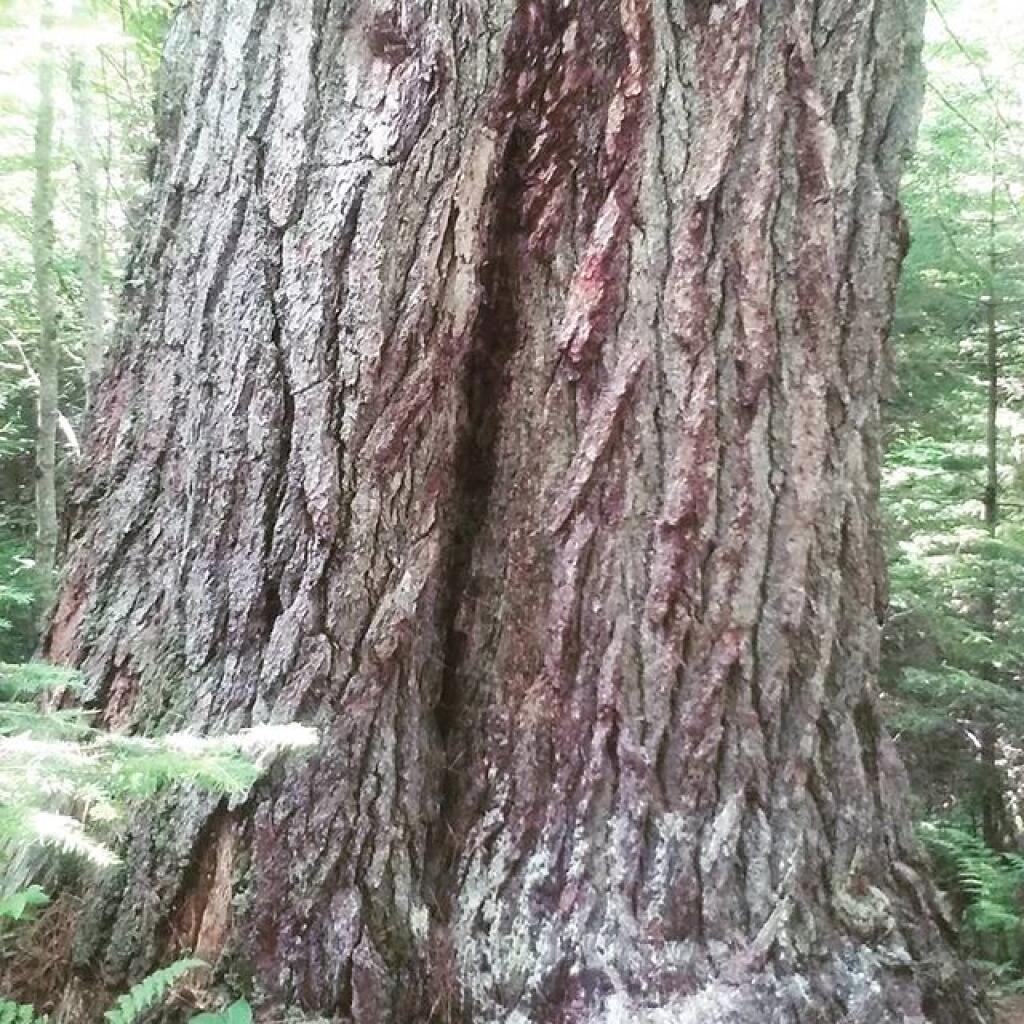 Photo: Old Growth Along the Beaver Lake Trail