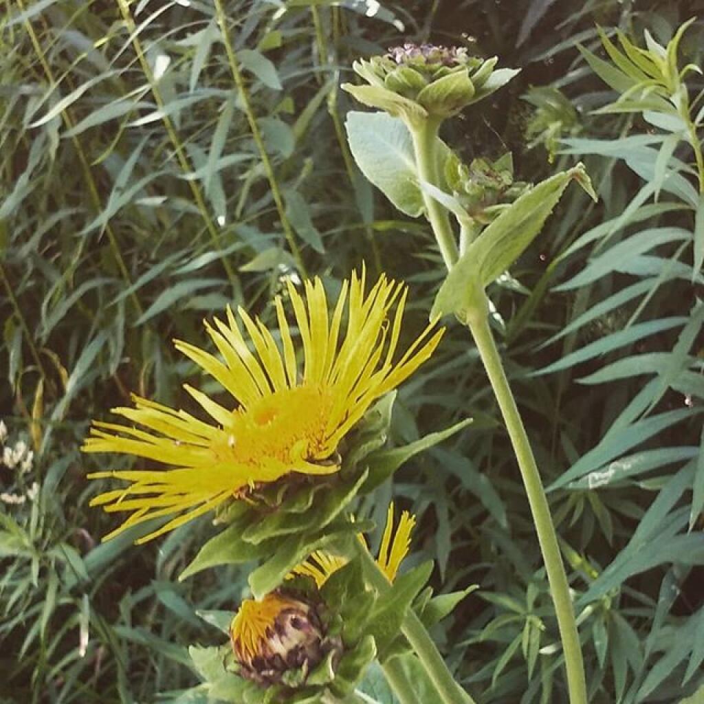 Photo: Milkweed