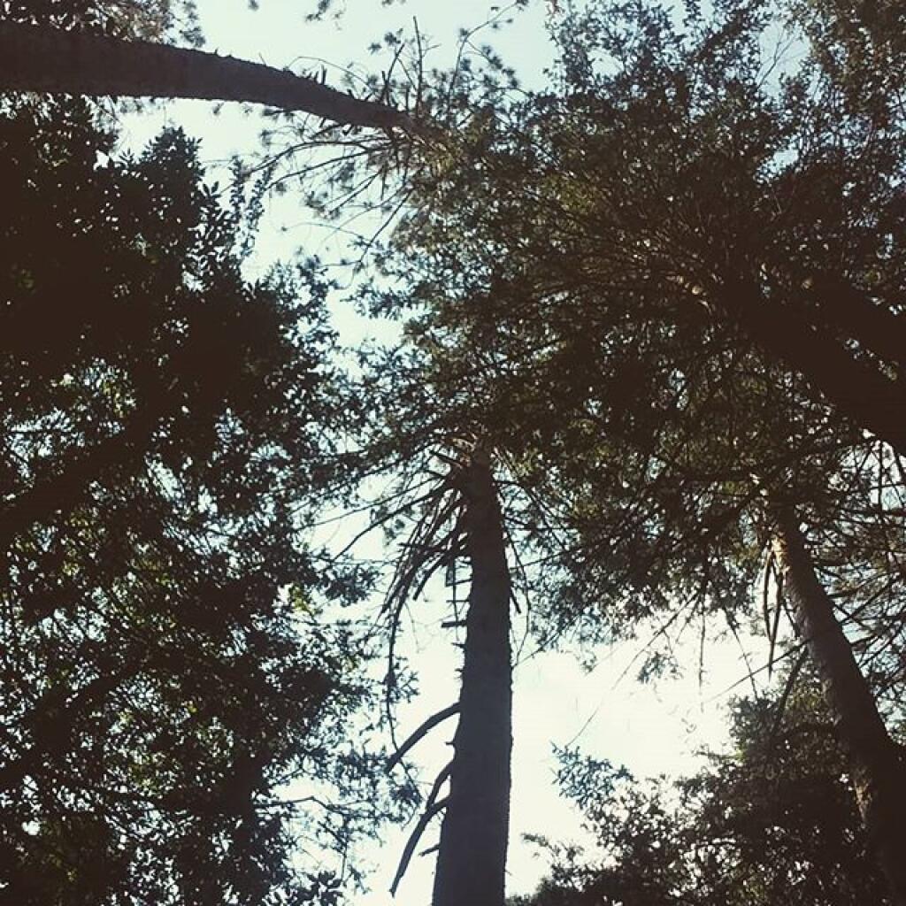 Photo: White Pine Sway in the Breeze Photo: White Pine Sway in the Breeze