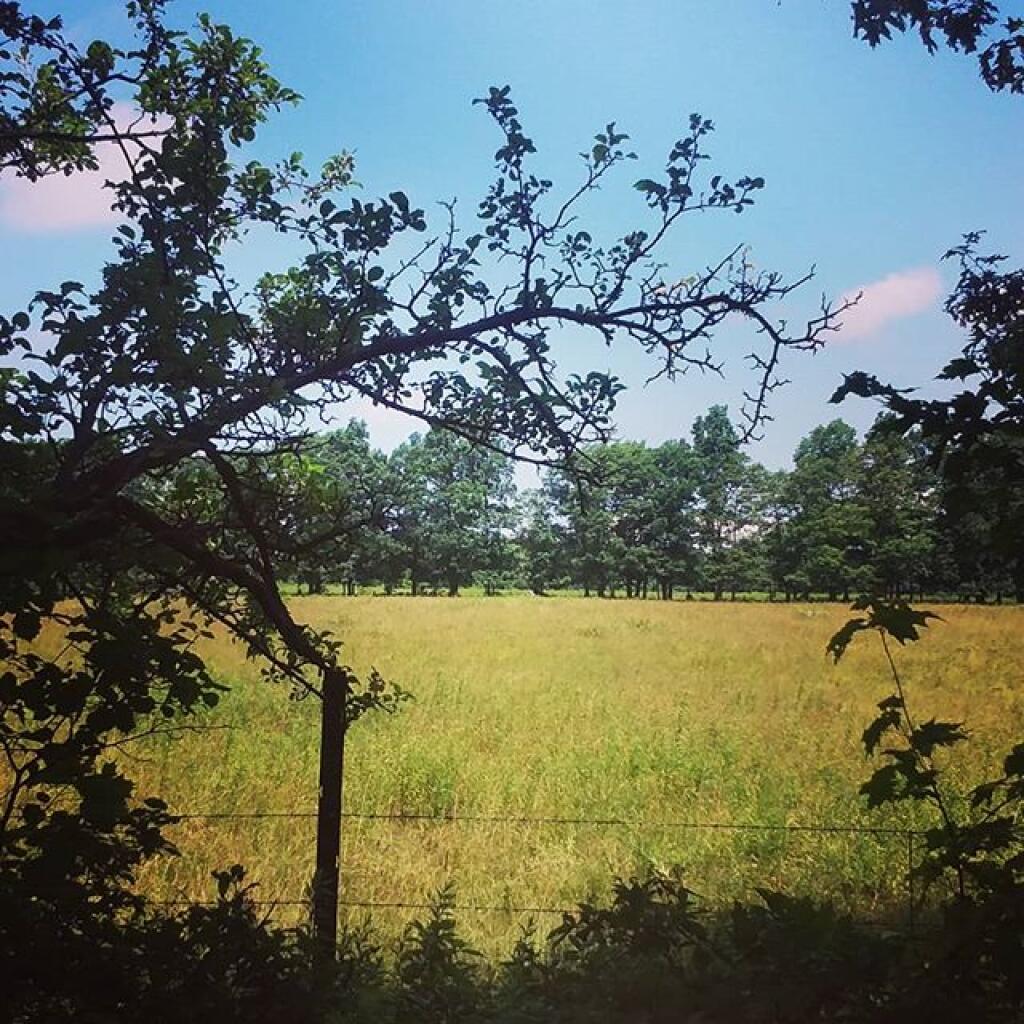 Photo: Hot day, cows are deep in the woods