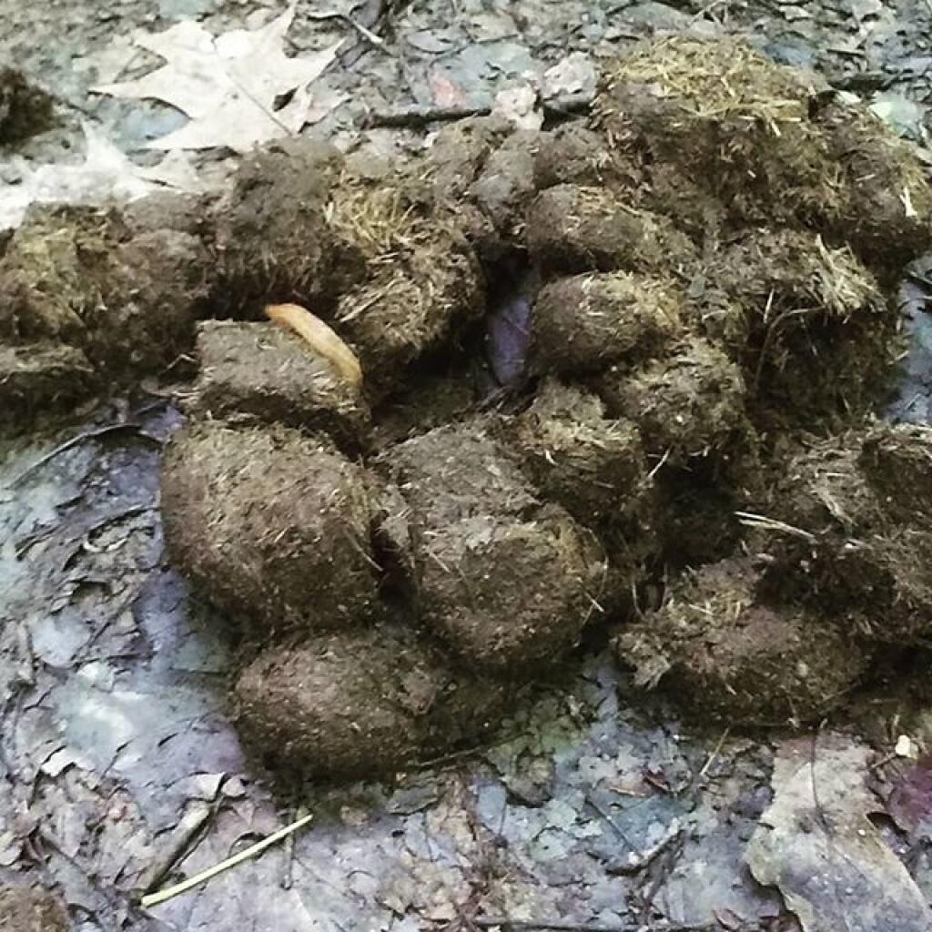 Photo: Slug