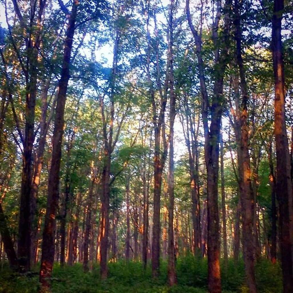 Photo: Allegheny Morning