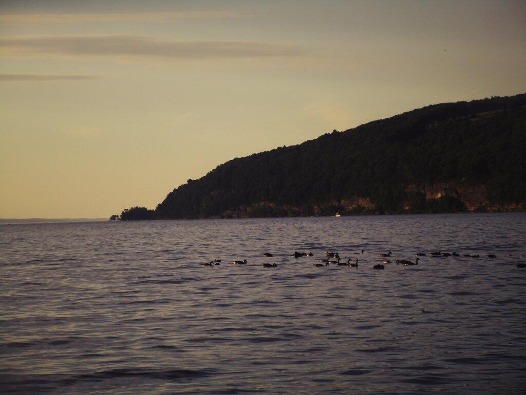 Photo: Geese