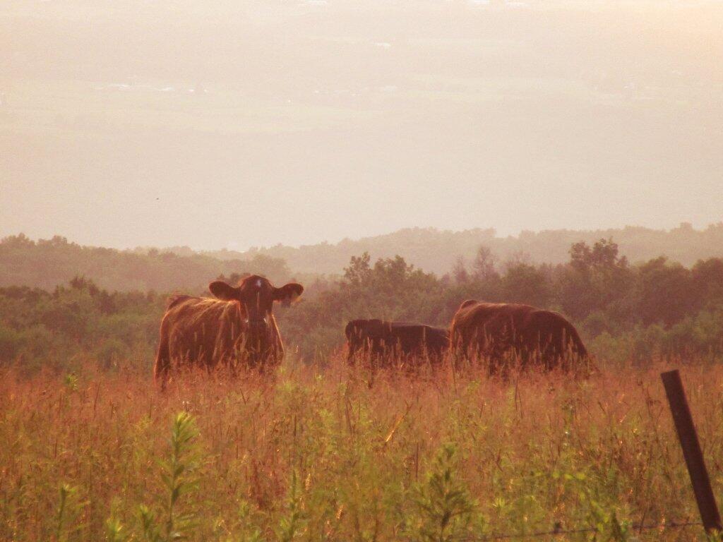 Photo: Mooing The Day Away