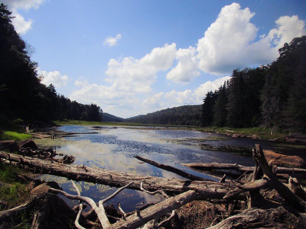 Photo: End Of Big Alderbed