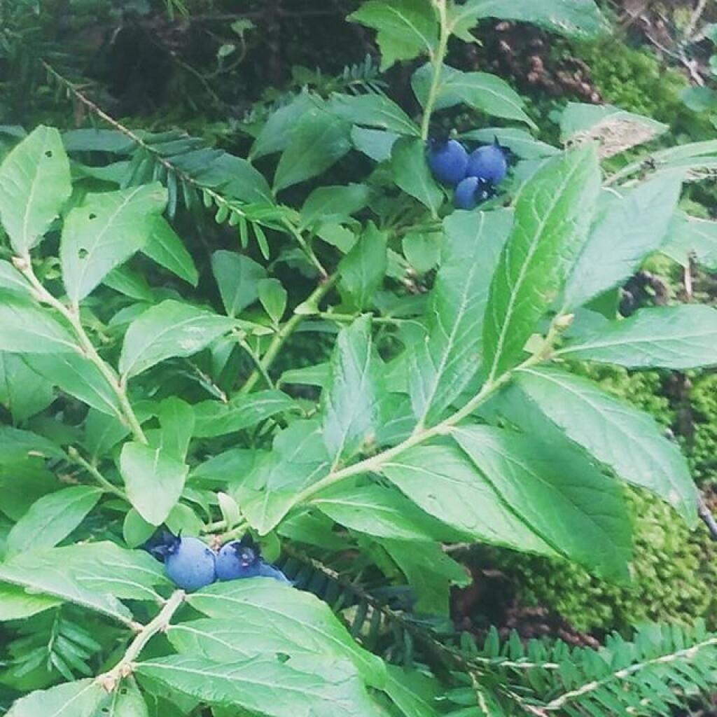 Photo: Wild blueberries at House Pond