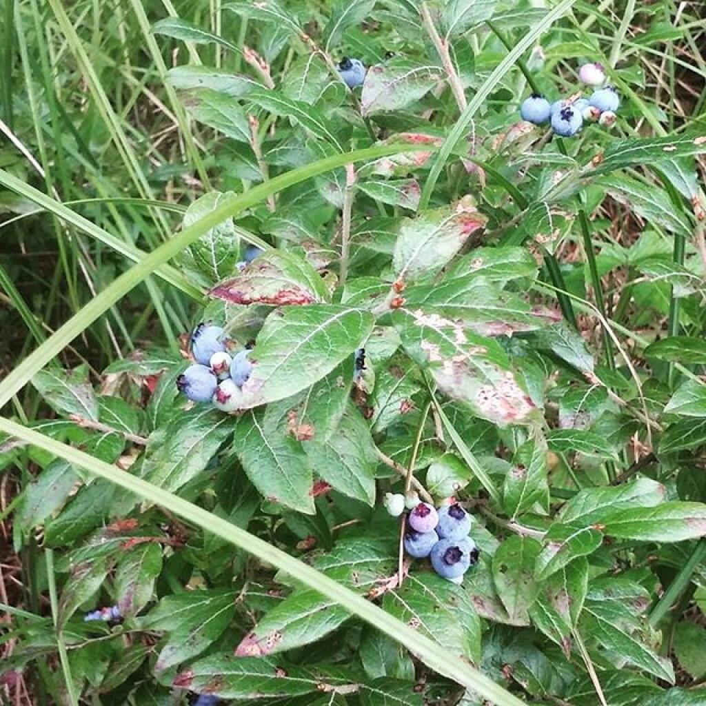 Photo: Delicious wild blueberries by the campsite in Powley Place