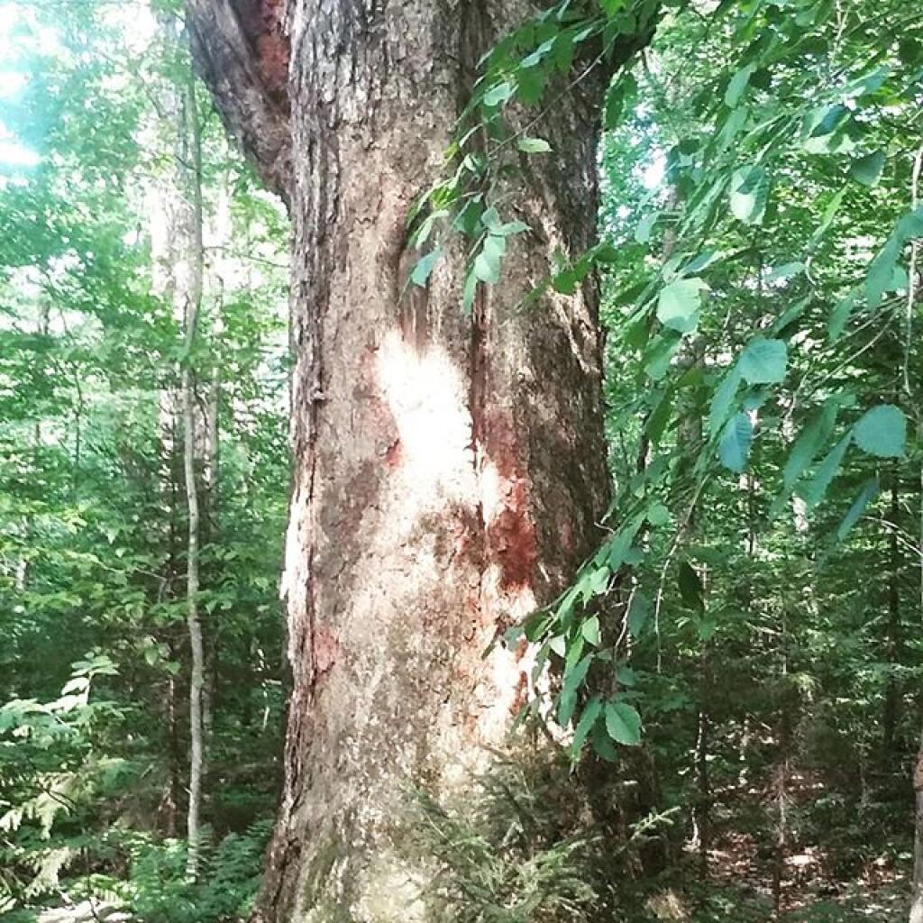 Photo: Old growth