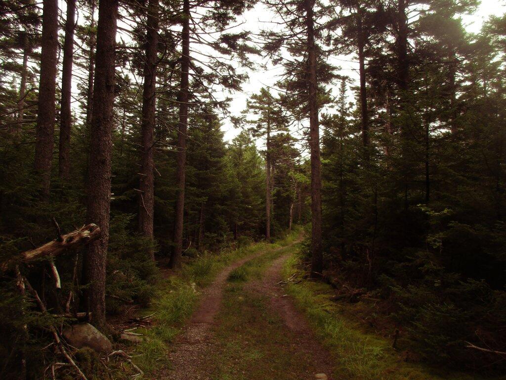 Photo: Boreal Forest Near Hunter Summit Photo: Boreal Forest Near Hunter Summit