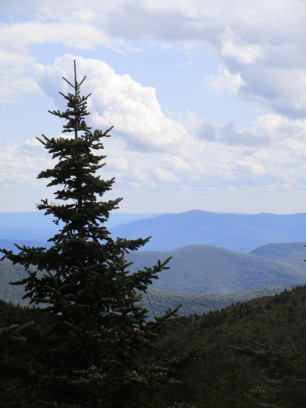 Photo: Clearing