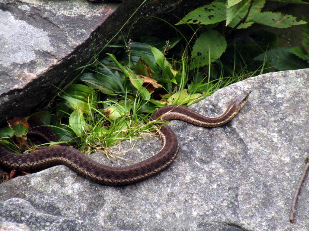Photo: Snake
