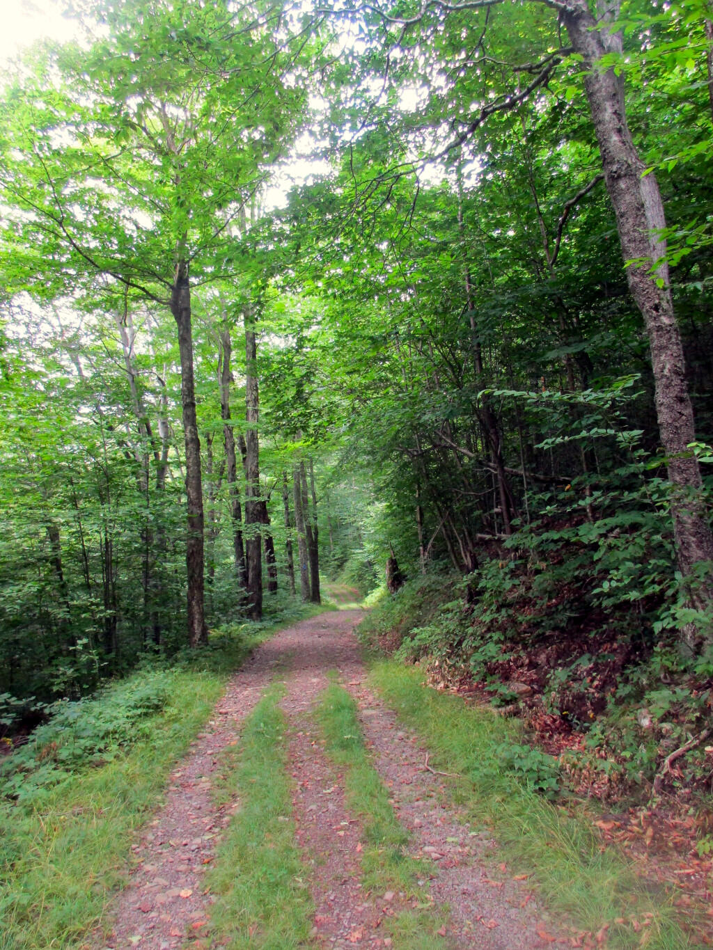 Photo: The Spruceton Horse Trail Is Actually Quite Gentle In Many Parts