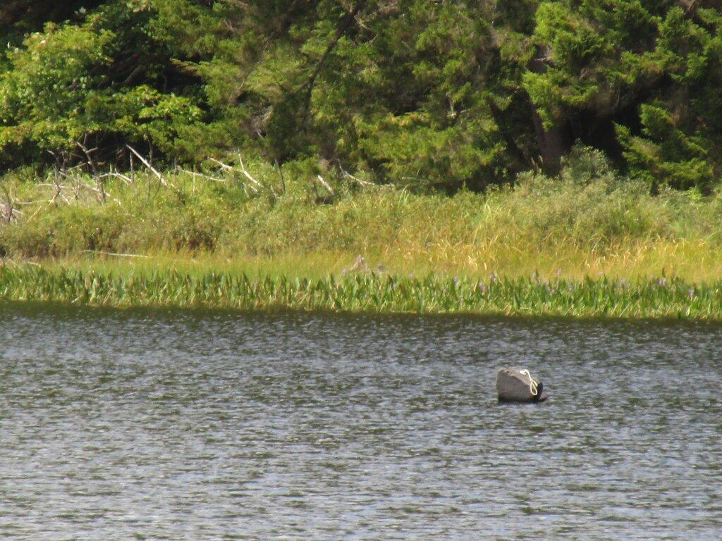 Photo: Floating Object In House Pond Photo: Floating Object In House Pond