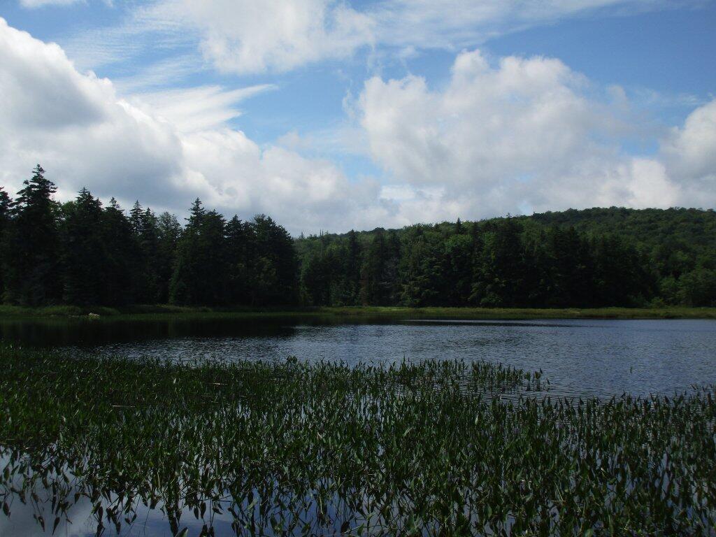 Photo: House Pond