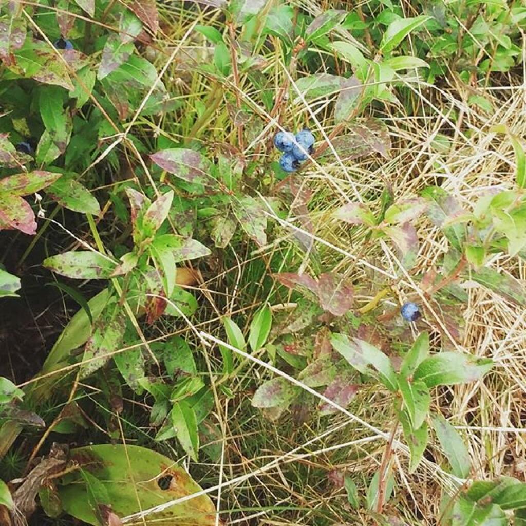 Photo: Blueberries