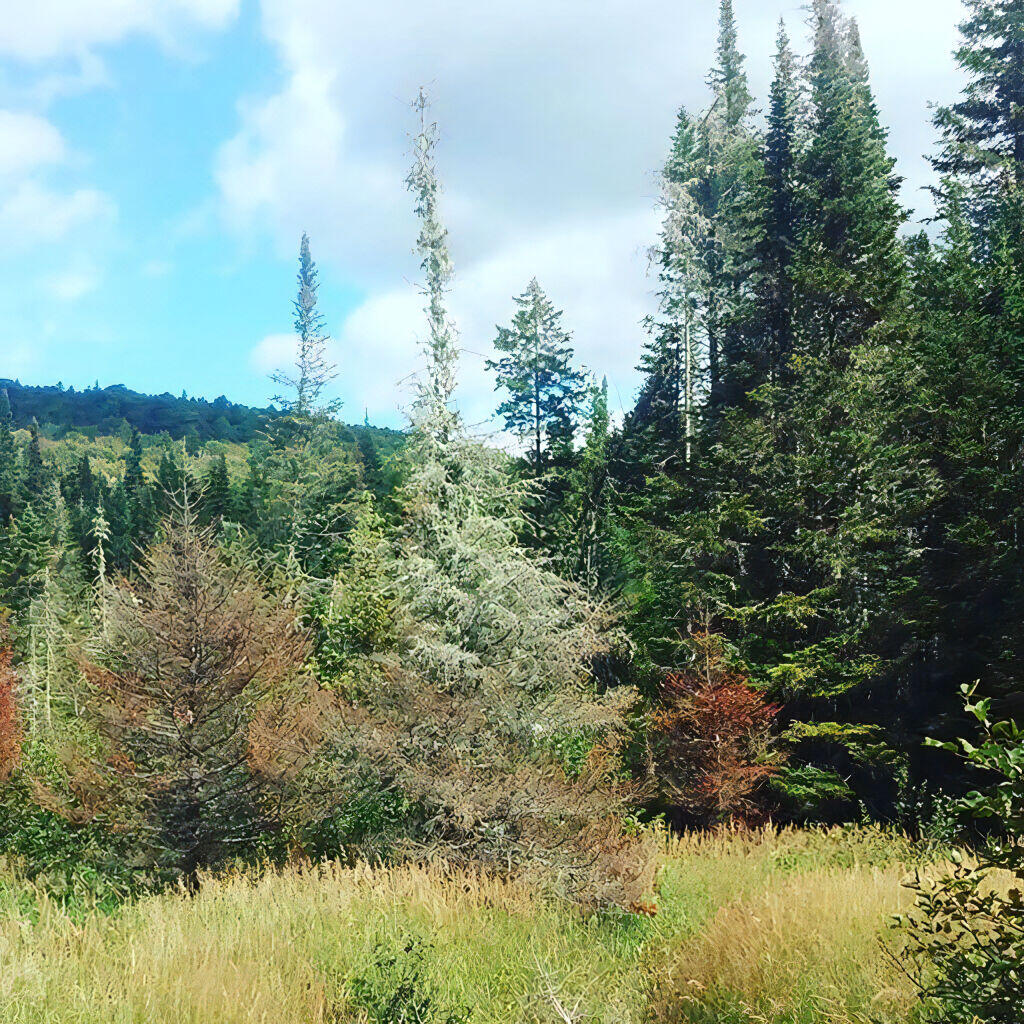 Photo: Grassy Brook Photo: Grassy Brook