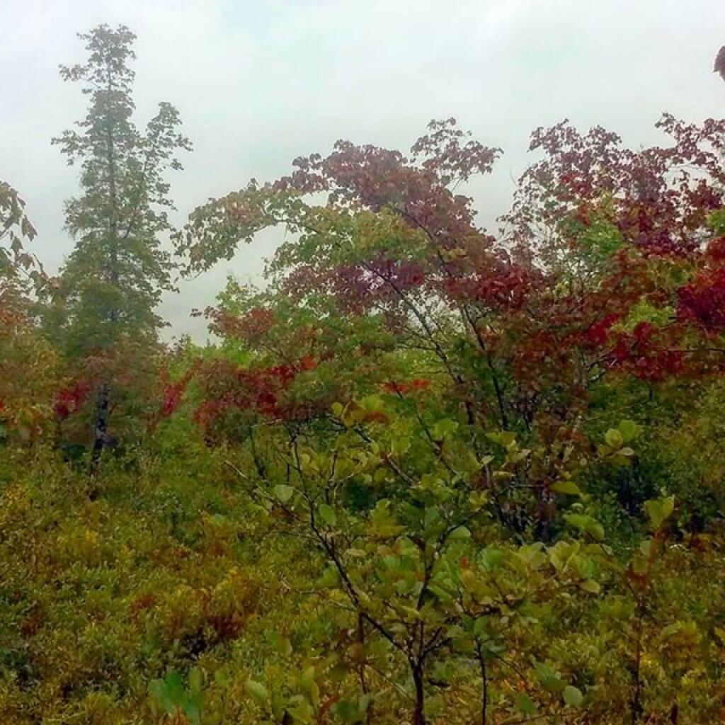 Photo: Late summer Photo: Late summer