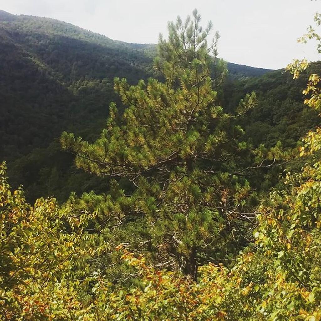 Photo: Kaaterskill Clove