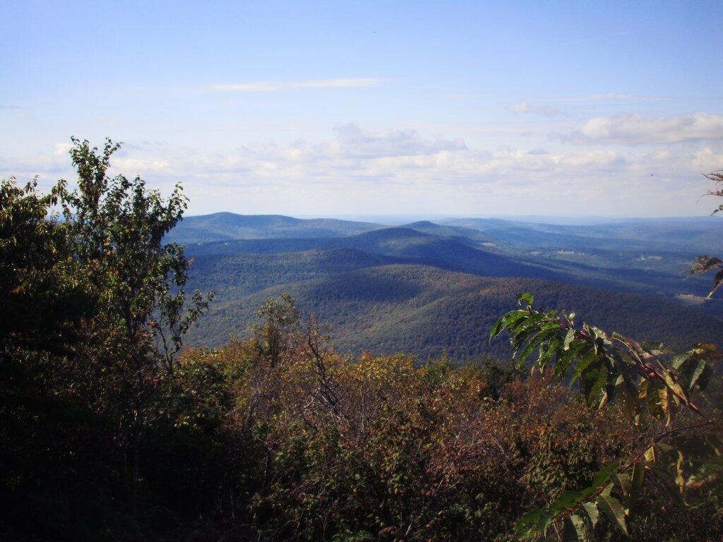 Photo: Ginseng - Mount Hayden Photo: Ginseng - Mount Hayden