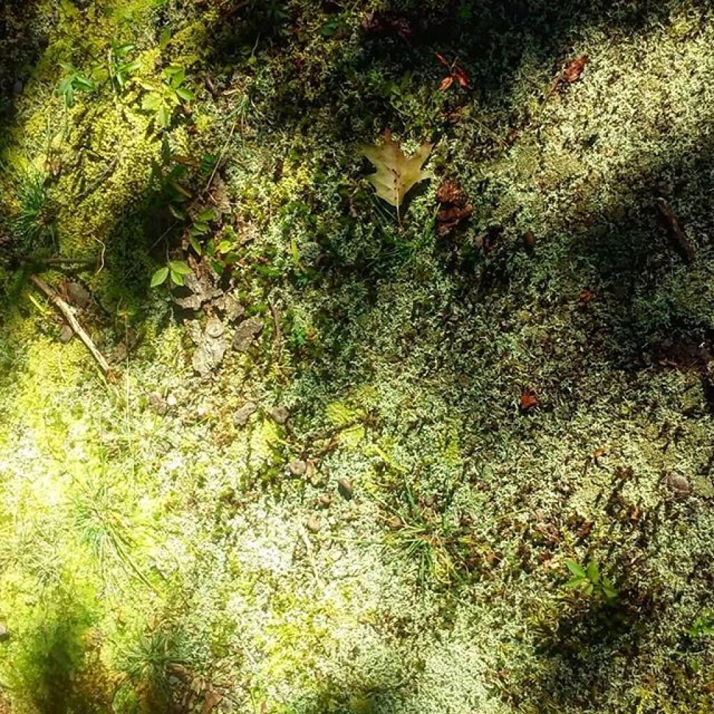 Photo: Moss