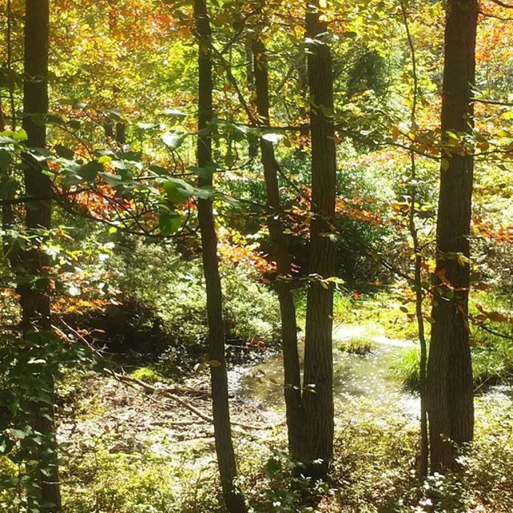 Photo: Vernal pond Photo: Vernal pond