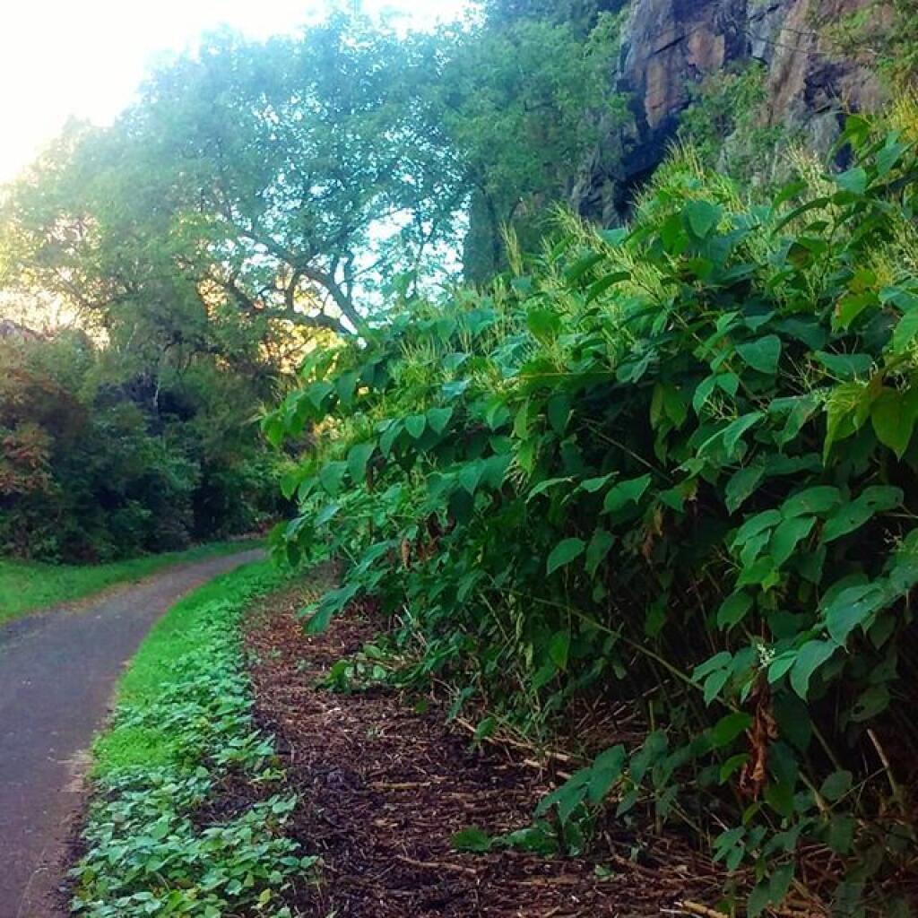 Photo: Erie Canal Trail is under attack by the Japanese