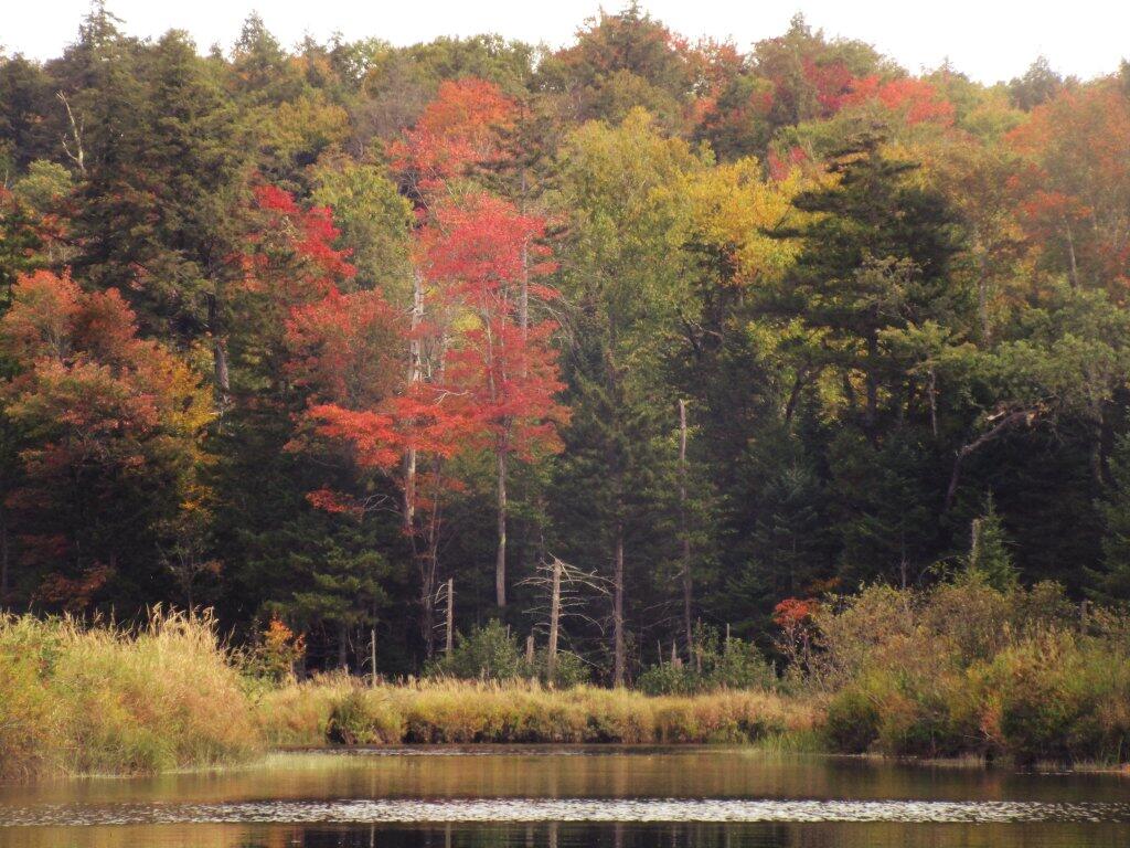 Photo: Along The East Branch