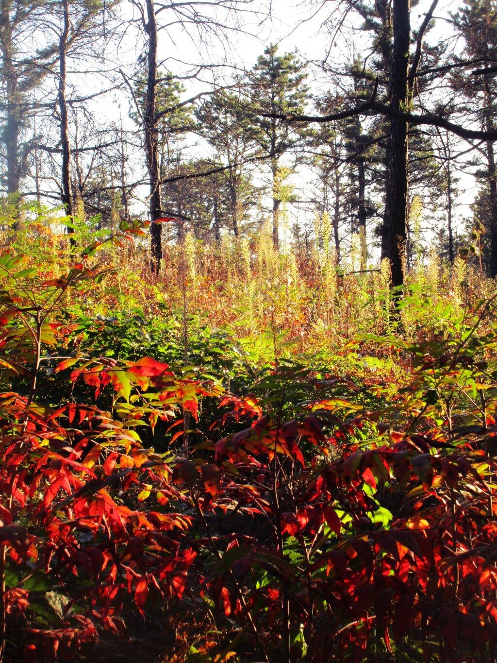 Photo: Autumn Photo: Autumn