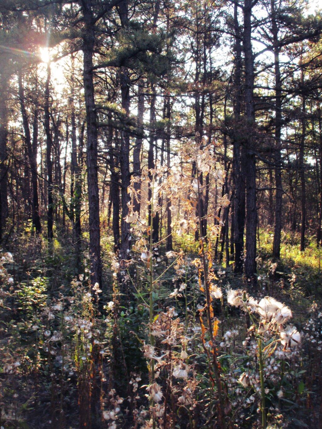 Photo: Light Photo: Light