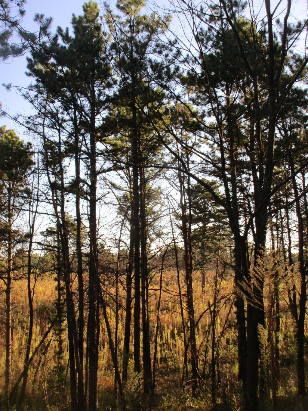 Photo: Morning In The Pine Bush