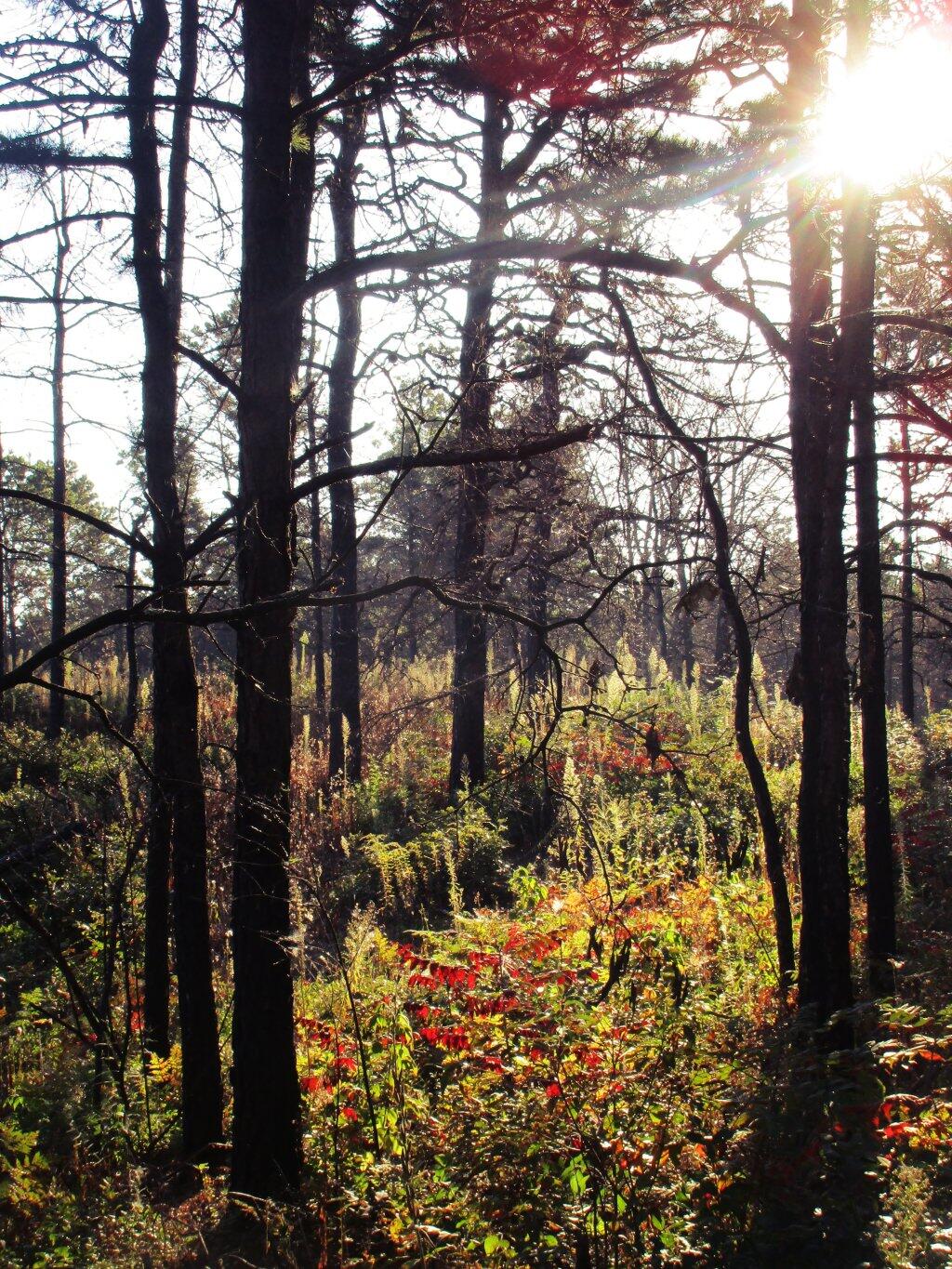 Photo: Sunshine
