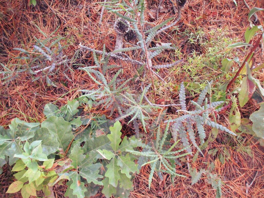 Photo: Sweet Fern