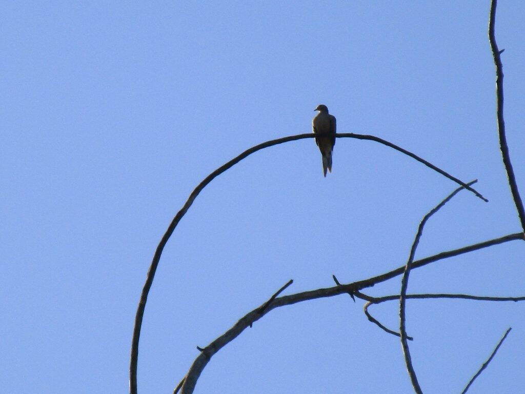 Photo: Bird Hike