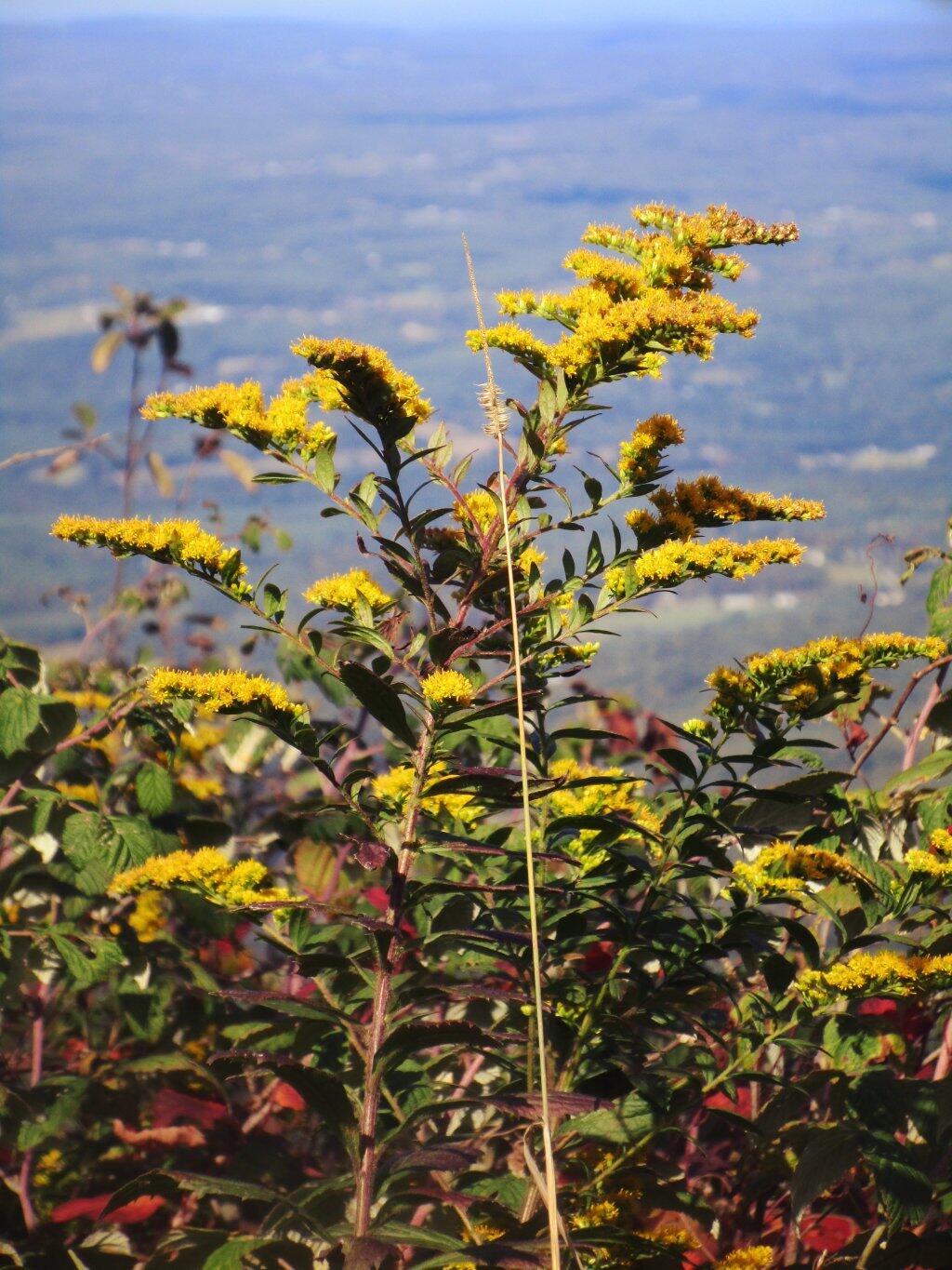 Photo: Golden Rod