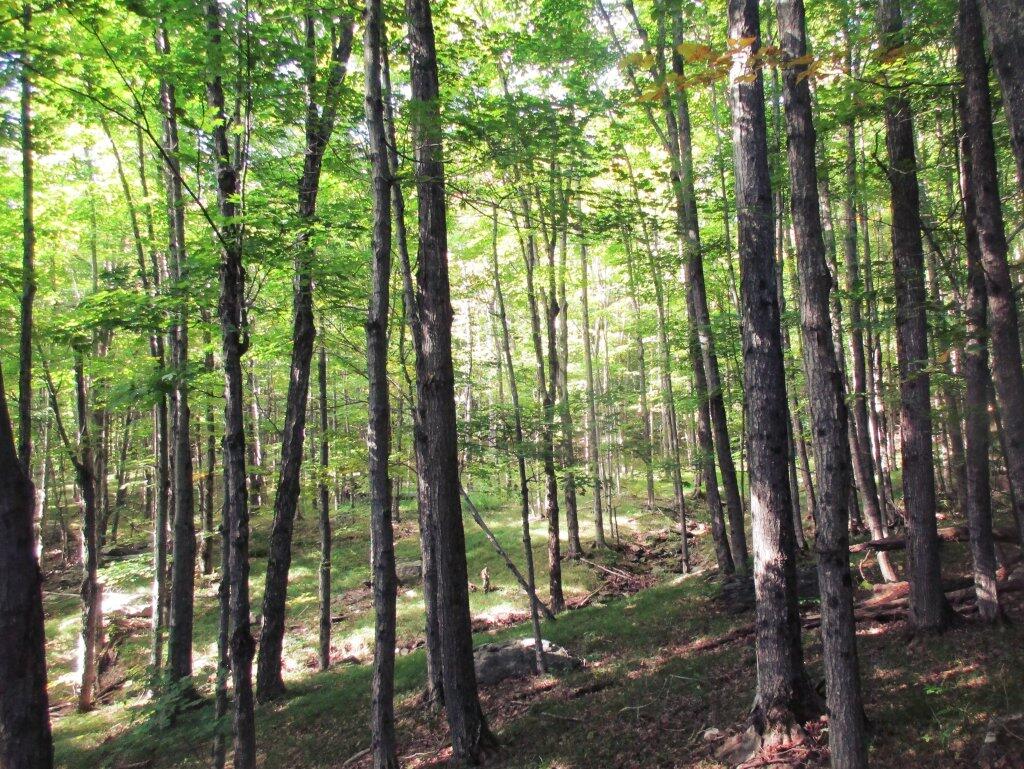 Photo: Wooded Meadows In Northern Catskills Photo: Wooded Meadows In Northern Catskills