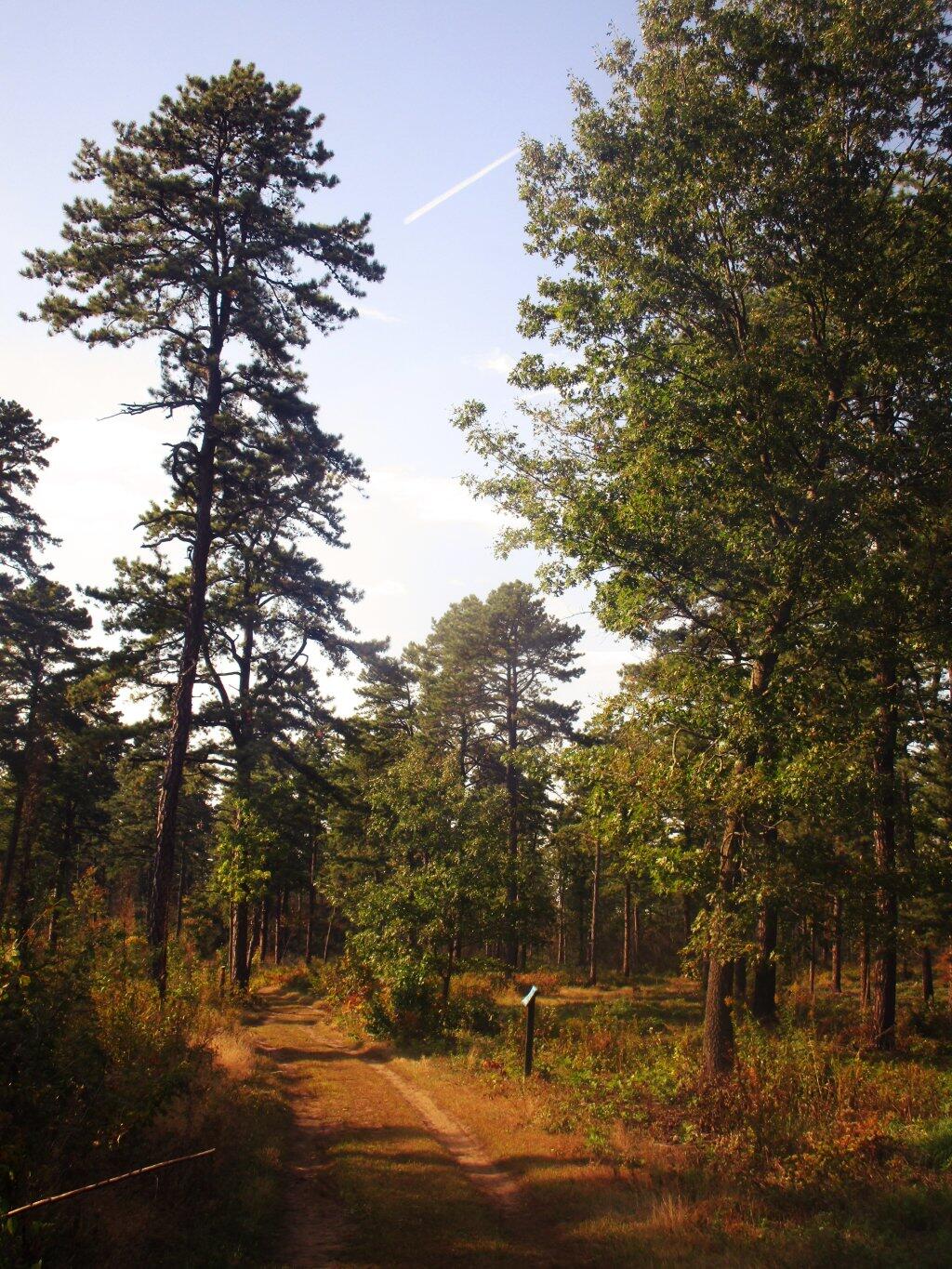 Photo: Afternoon Walk Photo: Afternoon Walk