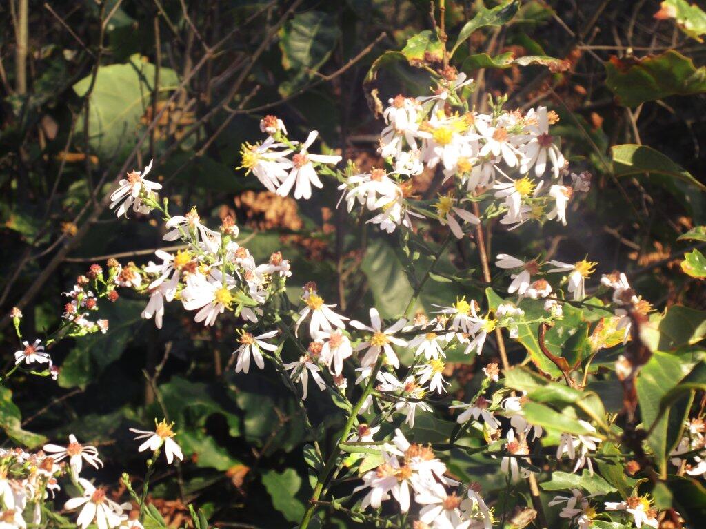 Photo: Asters